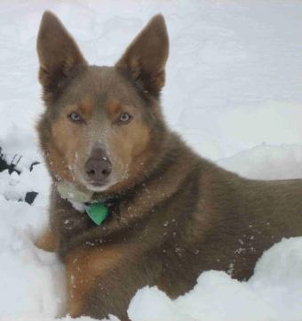 Naar boven Verdorie ik heb het gevonden Song Dog Kennels : The Founder Kennels for the American Indian Dog