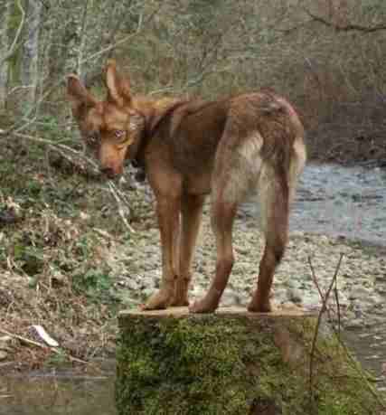 red native american indian dog