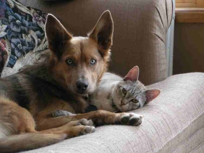 Dog and Cat