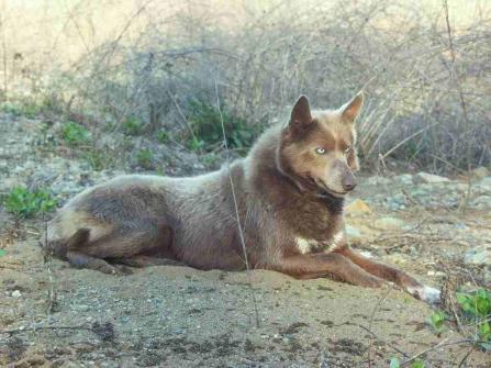 american indian wolf dog