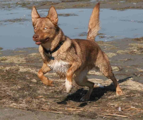 red native american indian dog