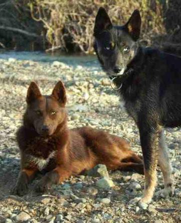 American indian hot sale dog puppies